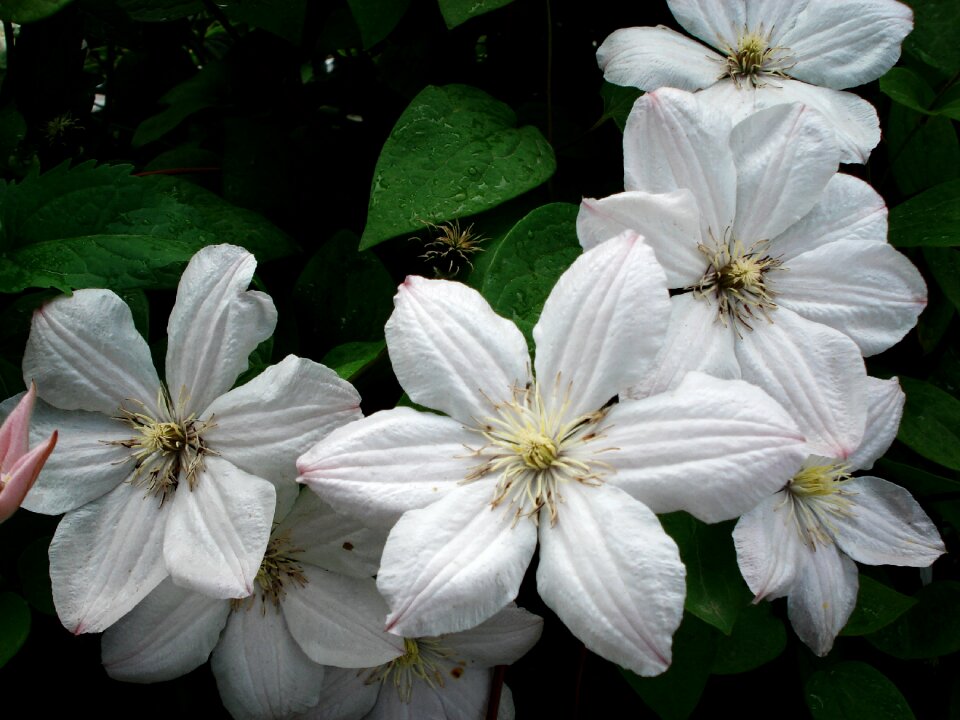 White white clematis