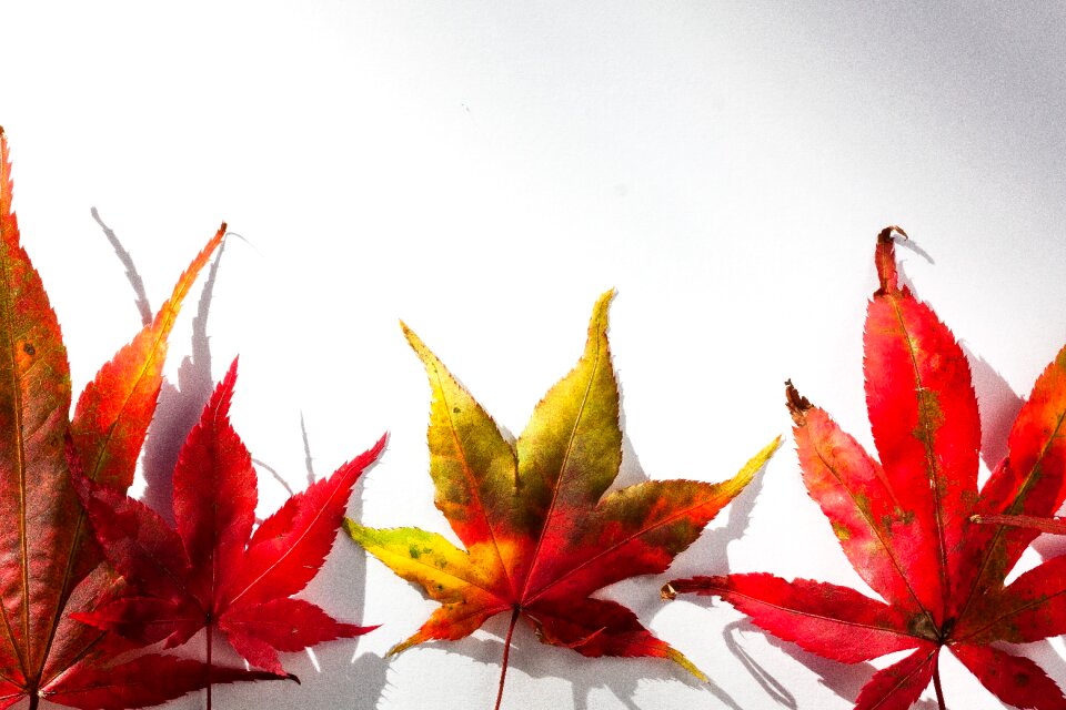 Hebrst autumn colours maple