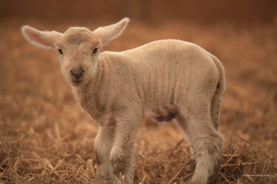 Animals mammal livestock