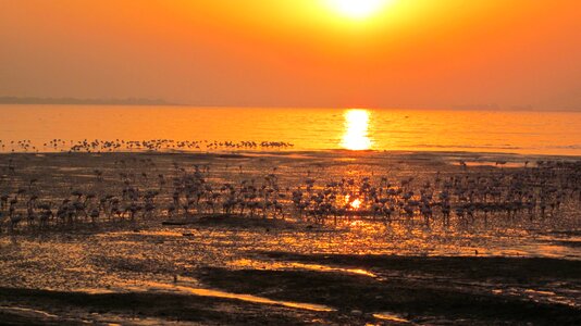 Landscape bird flock