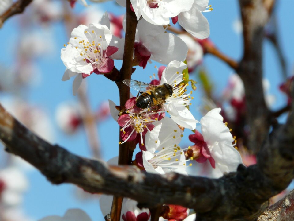 Pollen nature flowering
