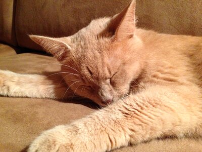 Domestic cat beautiful sweet
