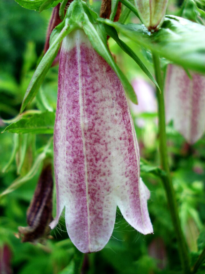 Bloom flora violet