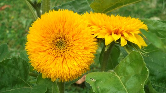 Plant bright green sunflower