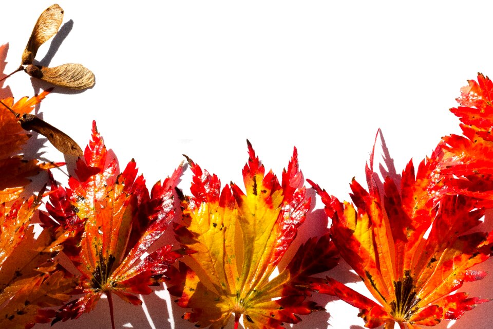 Hebrst autumn colours maple