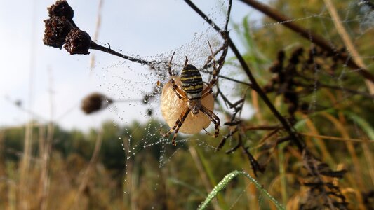 Insect arachnid nature