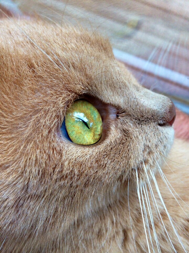 Close up domestic cat beautiful