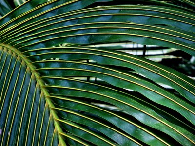 Tree texture tropical photo