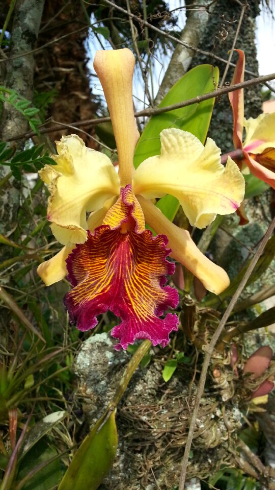 Guaria guaria turrialba flower