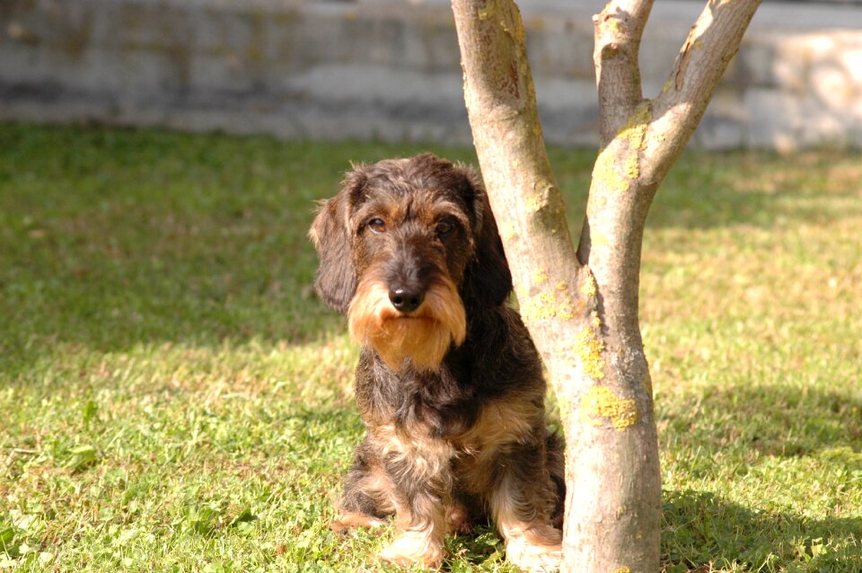 Dog dachshund view