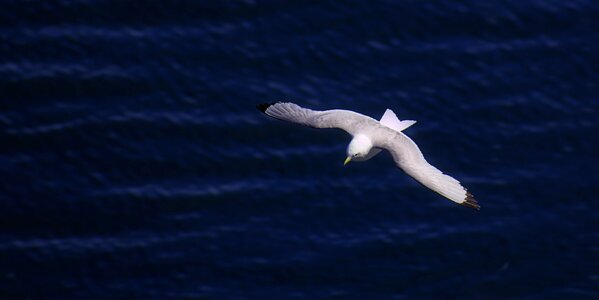Seagull nature photo