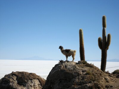 Lama salar de uyuni bolivia