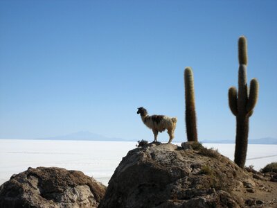 Lama salar de uyuni bolivia photo