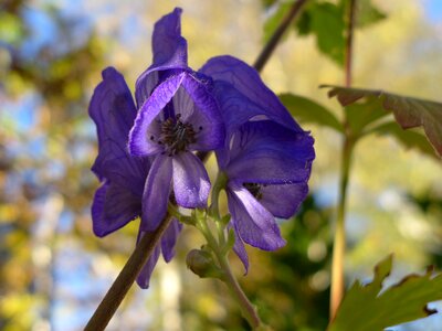 Flora blue violet garden photo