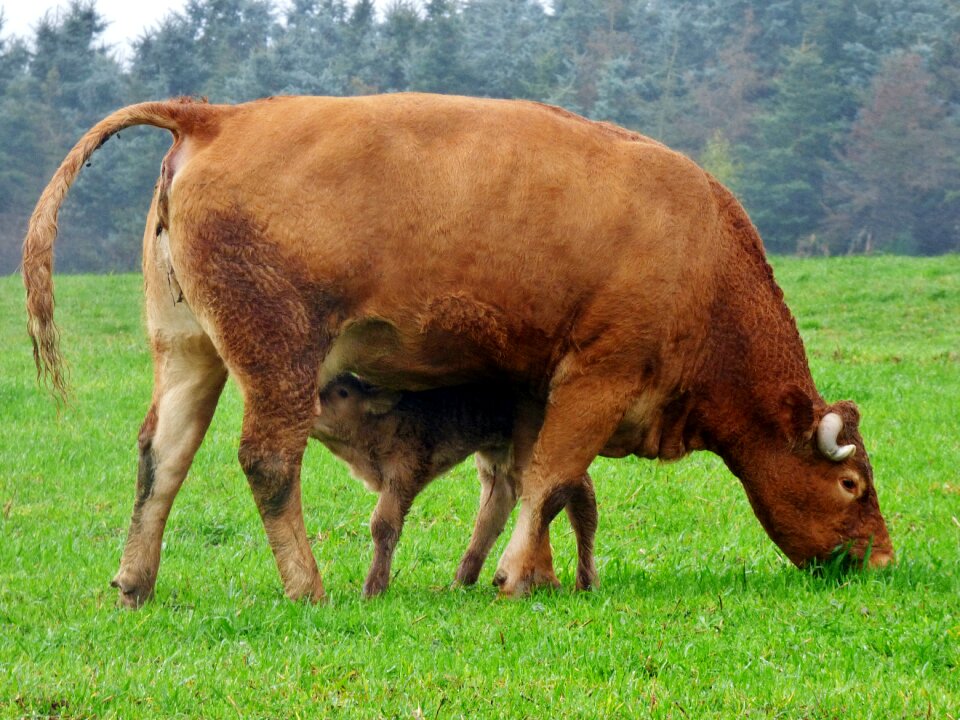 Animals drinking calf nature