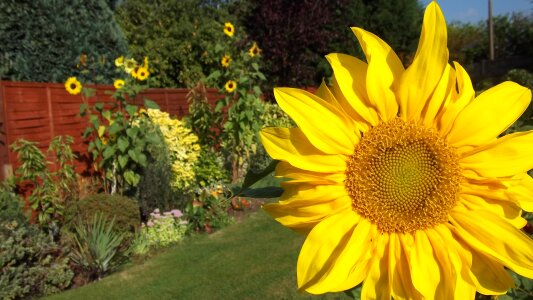 Summer yellow