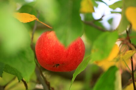 Fruit garden autumn