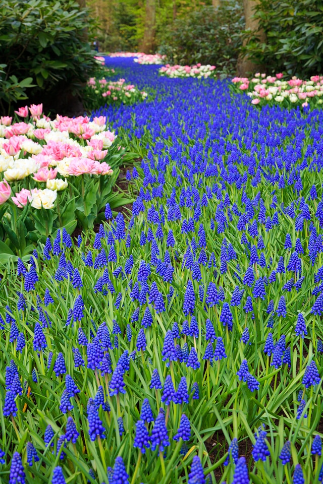 Blooming blue dutch