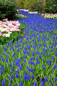 Blooming blue dutch