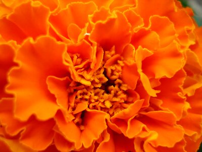 Beautiful colorful orange beauty photo