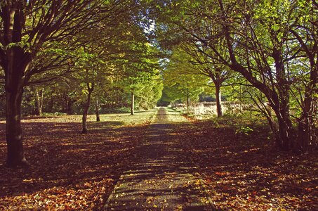 Green natural landscape photo