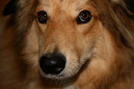 Collie animal