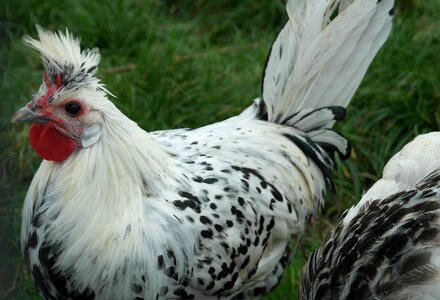 Hahn chickens hen photo