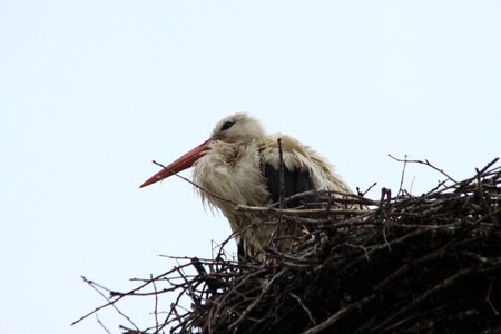 Stork bird socket photo