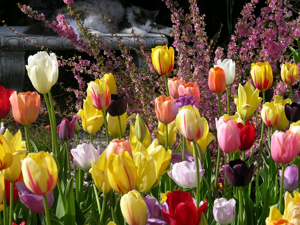 Flowers colorful bulbs