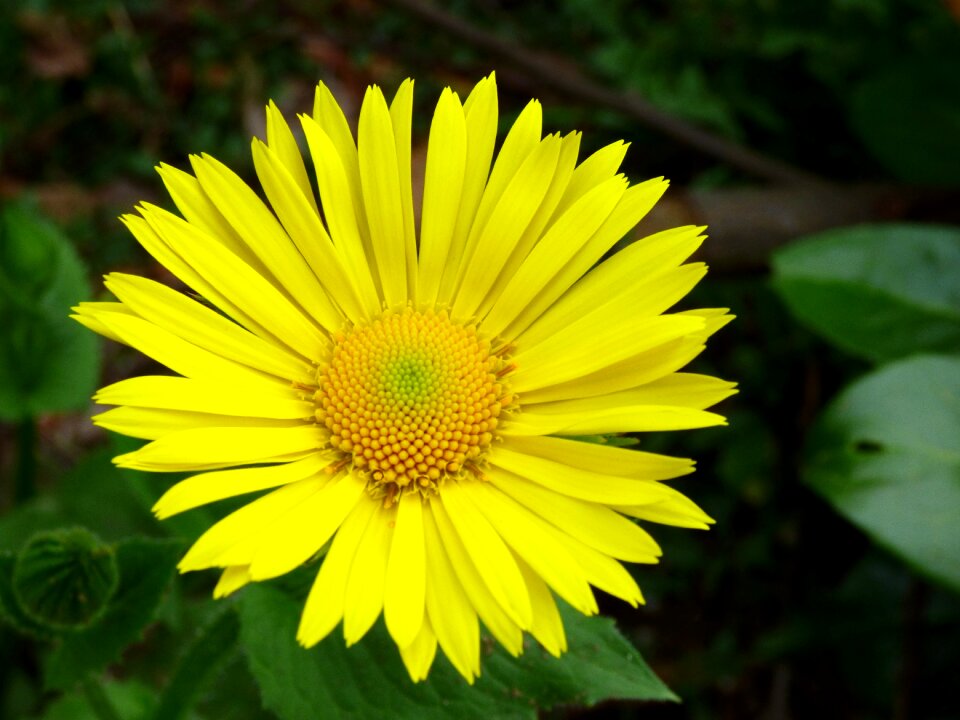 Spanish yellow daisy flower yellow