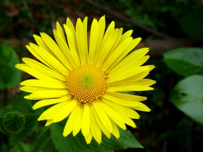 Spanish yellow daisy flower yellow