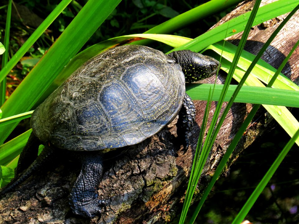 Animal slowly reptile