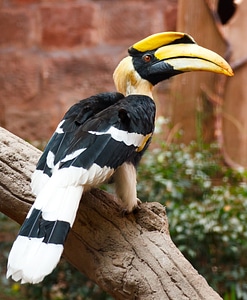 Bird black colorful