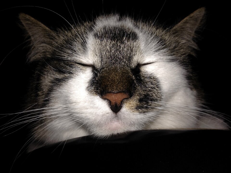 Domestic cat beautiful sweet