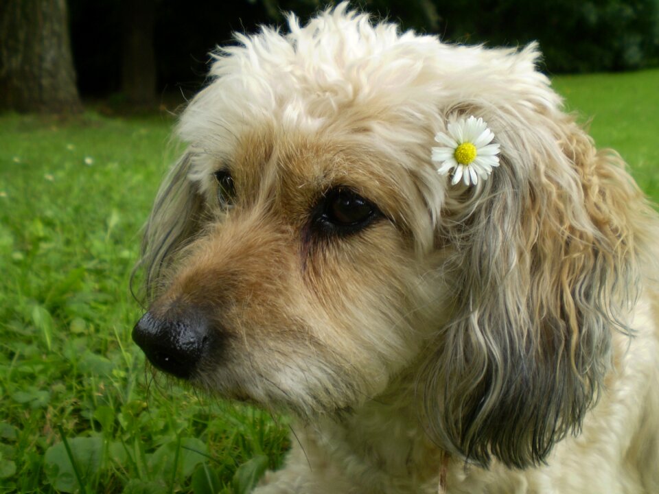 Animal portrait cute pet