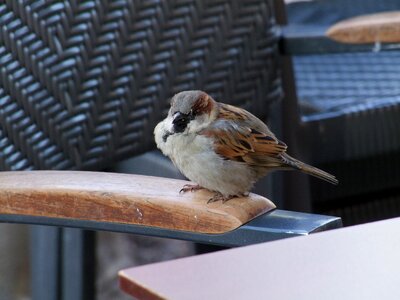 House sparrow birds animals
