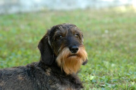 Dog dachshund beard