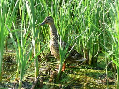 Reeds nature photo