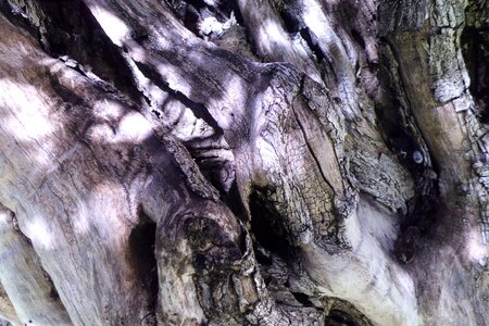Tree bark trunk nature photo