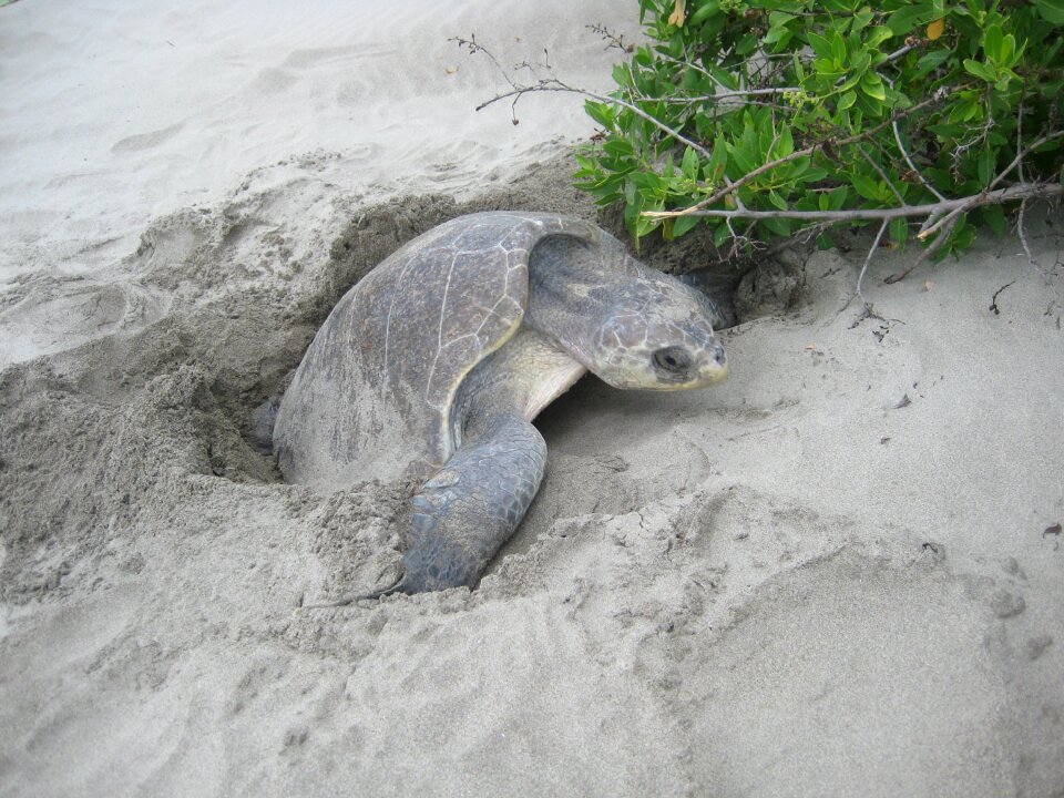 Turtle eggs mexico