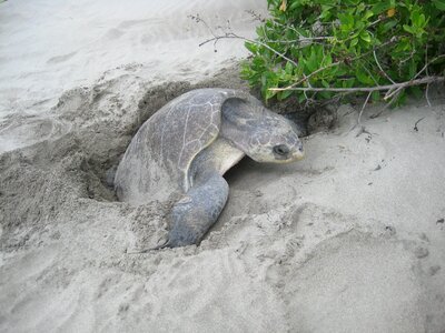 Turtle eggs mexico