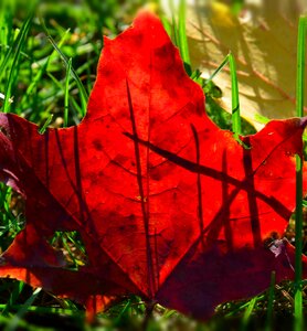 Foliage autumn red