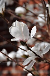 Nature garden flower