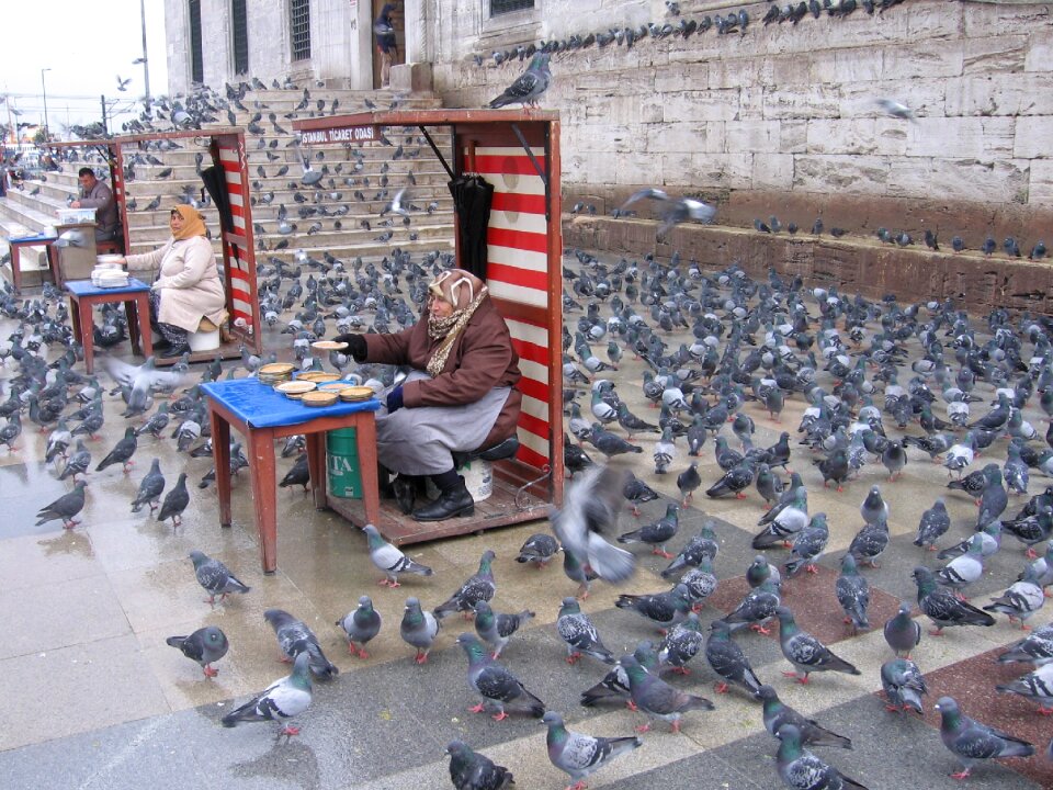 Feeding old feeding birds