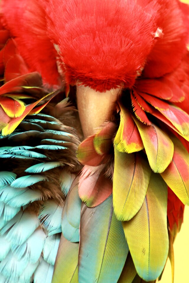Animal nature tropical