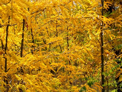 Yellow leaf landscape