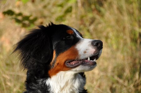 Youngster face profile