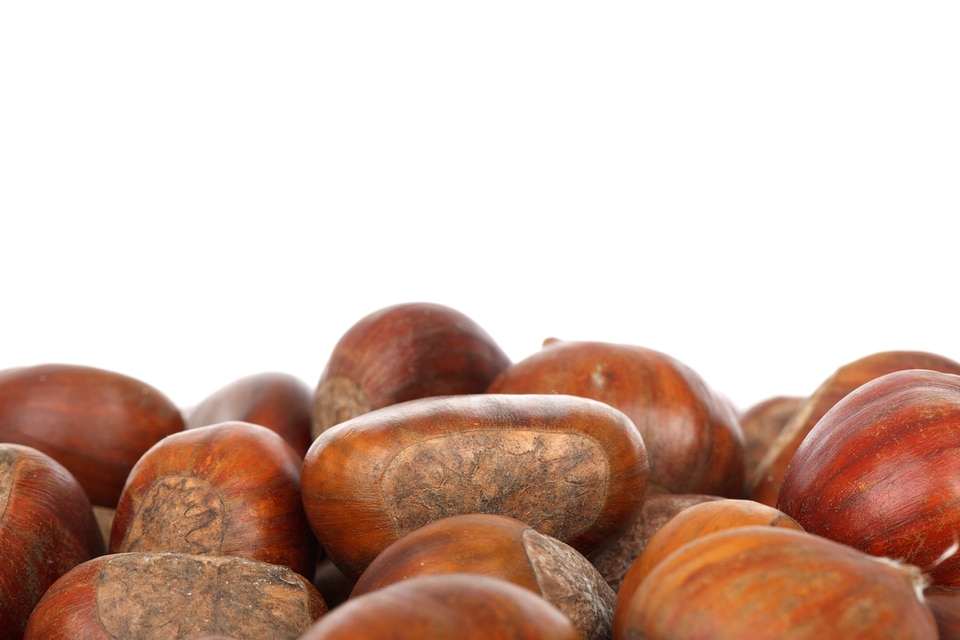 Chestnut fall food