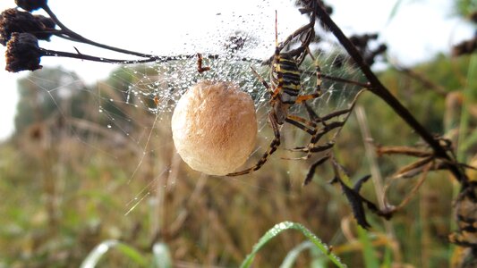 Cobweb insect grass