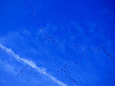 Migratory birds birds blue sky